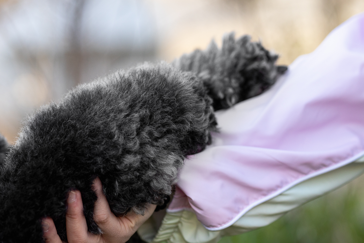 dog photography idea detail image of a dog's paw taken at James Garden.