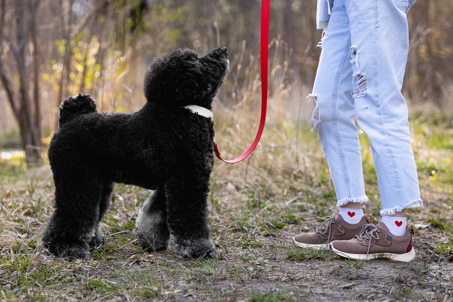dog photography ideas pet and owner photoshoot in Toronto.