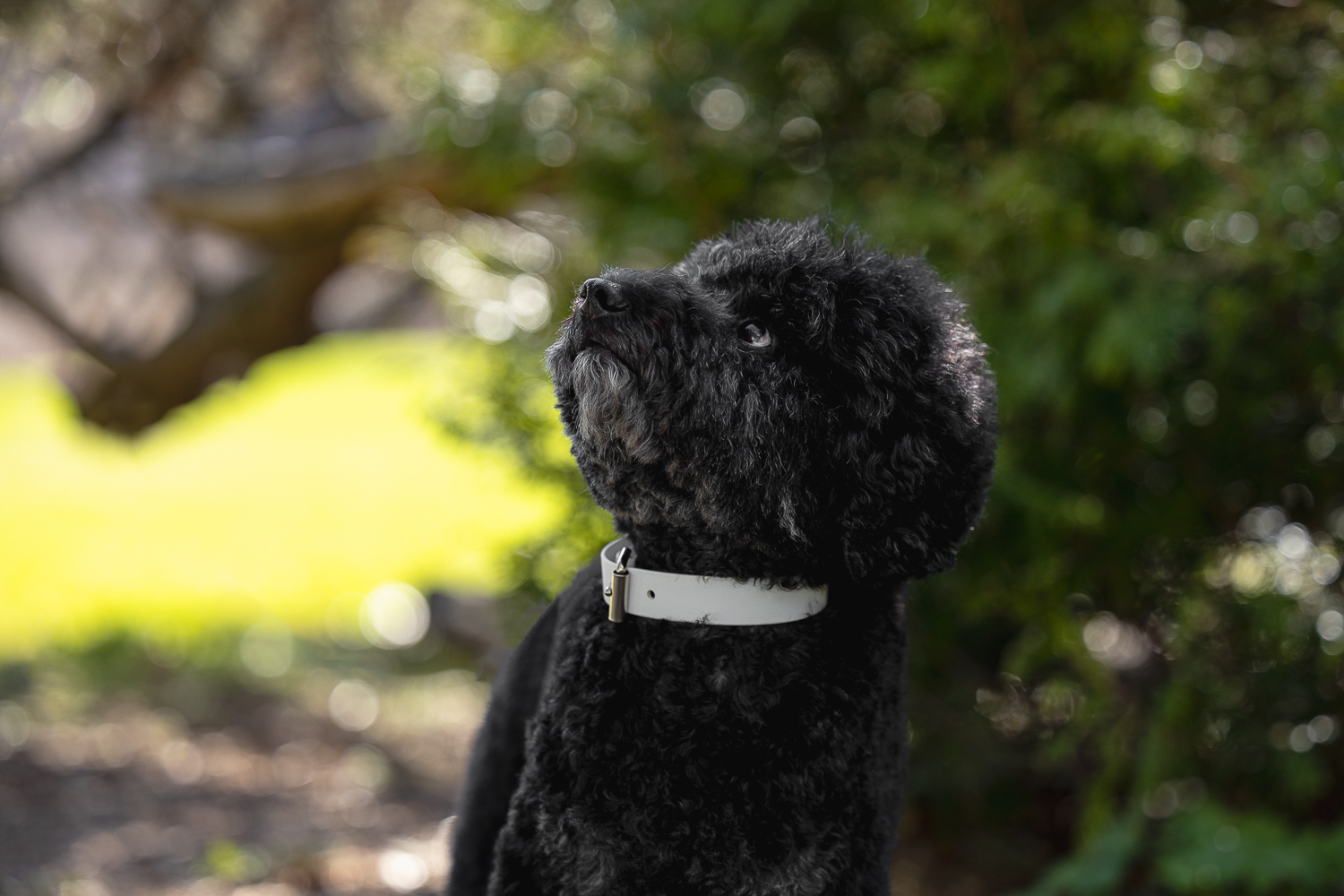 dog photography toronto poodle looking up at a dog photoshoot.