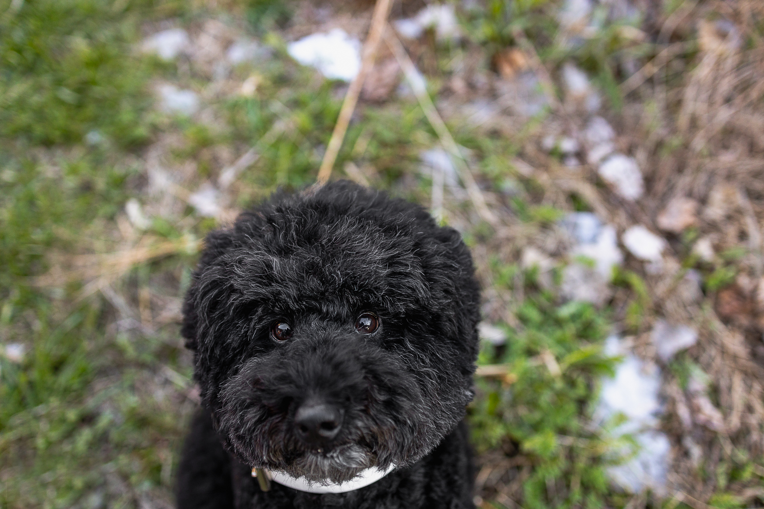 dog photoshoot at James Gardens puppy eyes dog photoshoot.