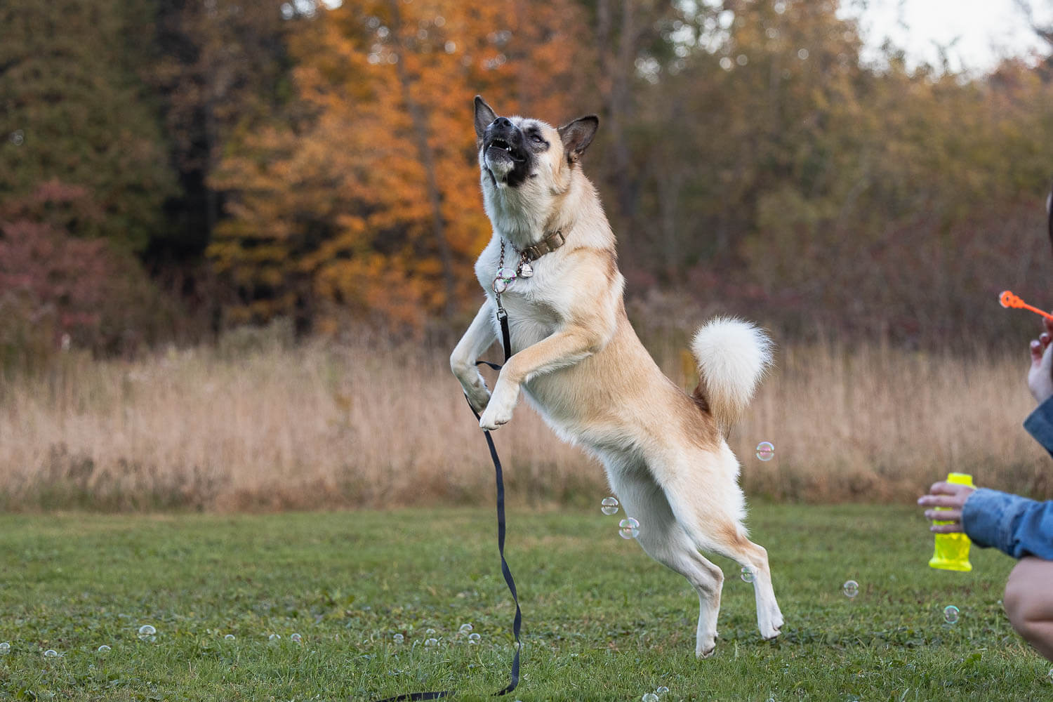 dog photoshoot canovas photography a dog with a leash