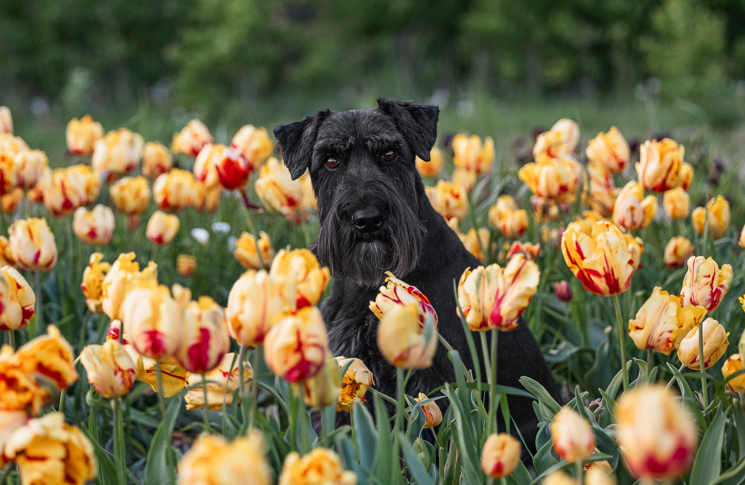 dog photoshoot with tulips dog photoshoot session at TASC Flower Farm