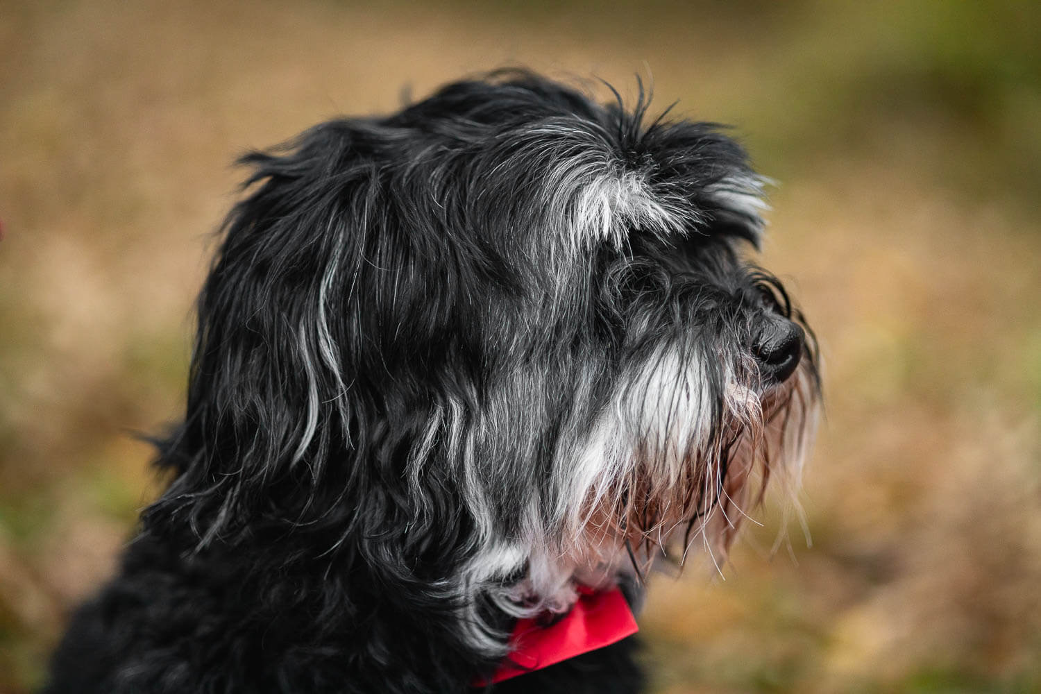 dog portrait pet portrait at a rainbow session