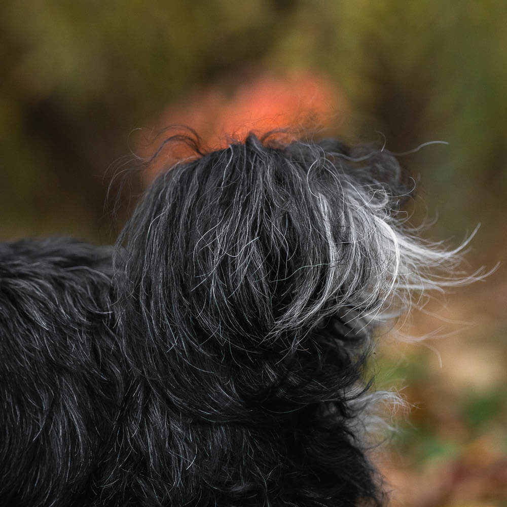 end of life pet photographer photo of a dog tail for end of life pet photography