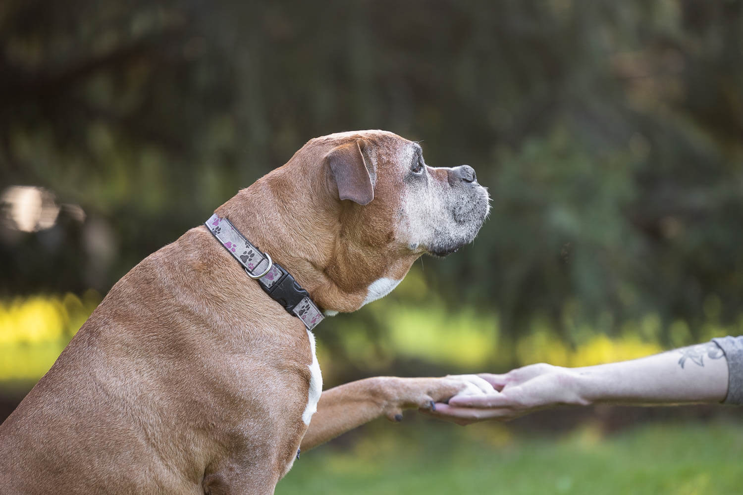 end of life pet photography in brantford, ontario senior dog photoshoot at GLENHYRST GARDENS