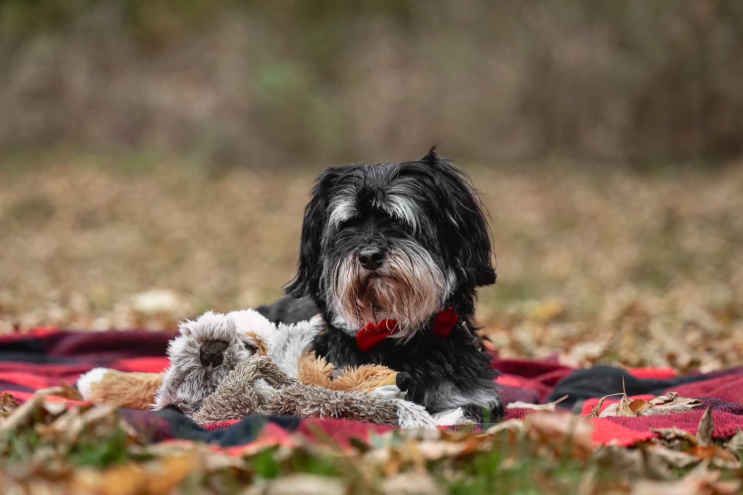end of life pet session end of life pet photoshoot at James Smith Park