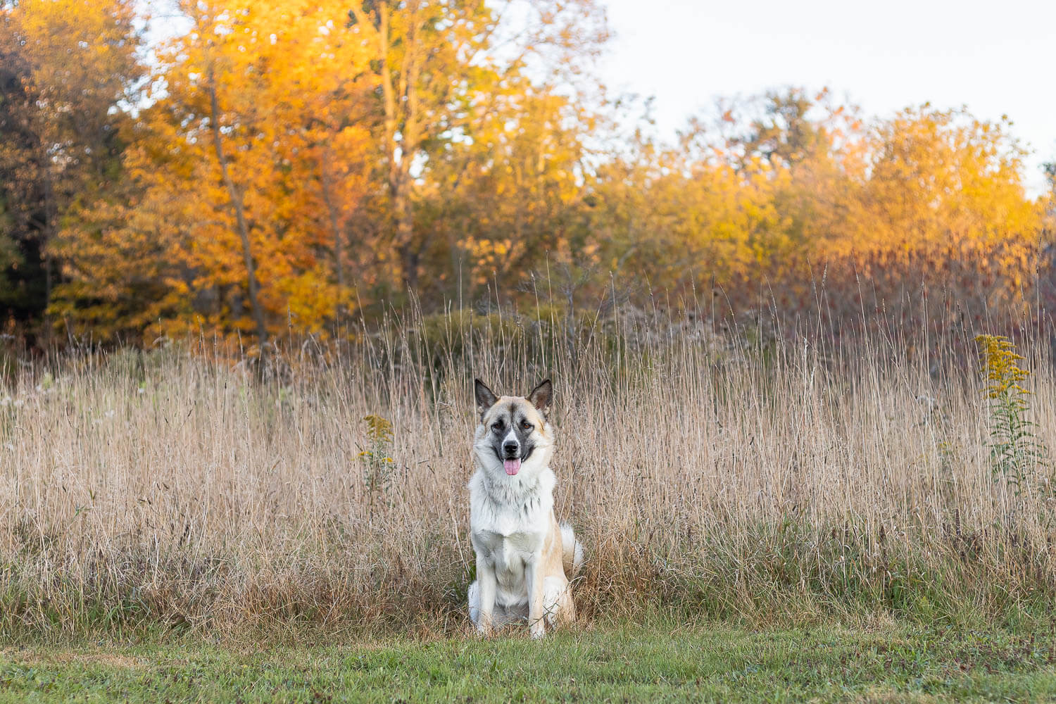 fall dog photoshoot pet photoshoot in Burlington, Ontario.