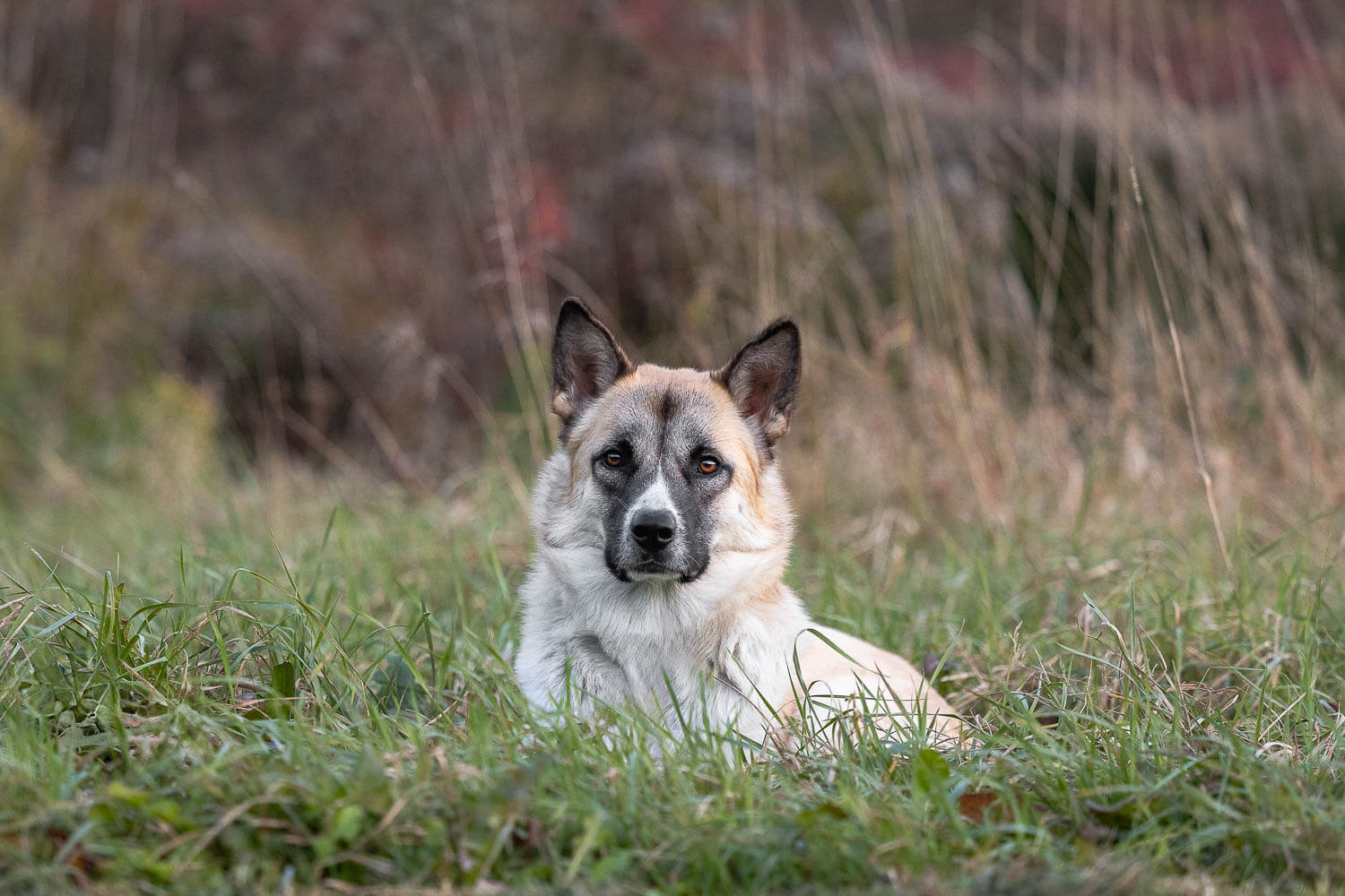 fall pet portrait in burlington pet portrait at Lowville park at a fall photoshoot.