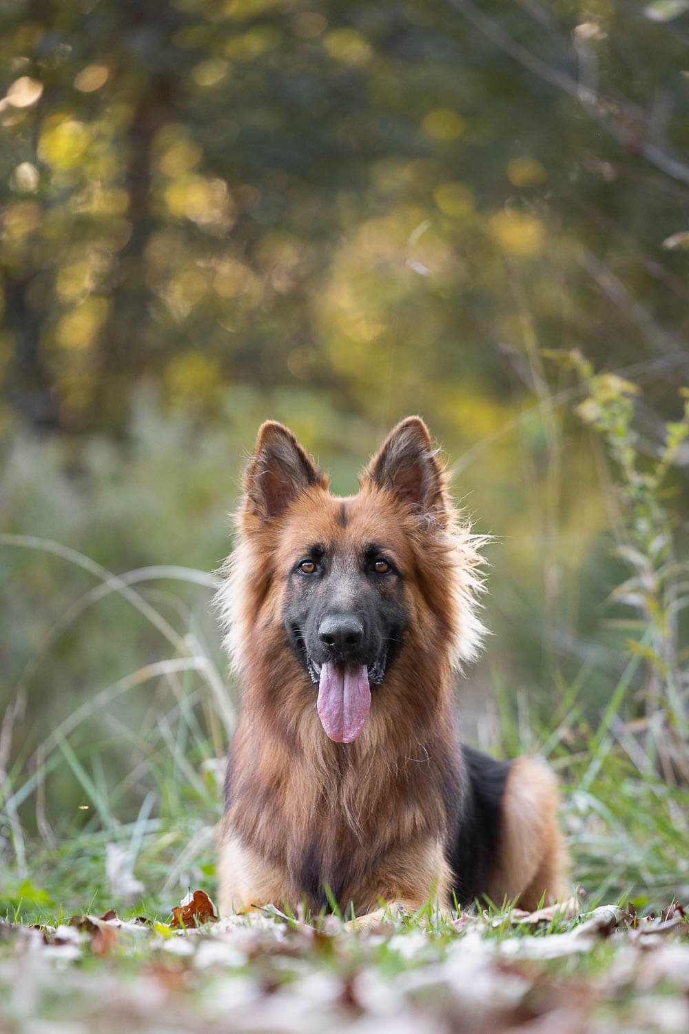 german sherpard photo shoot session_
