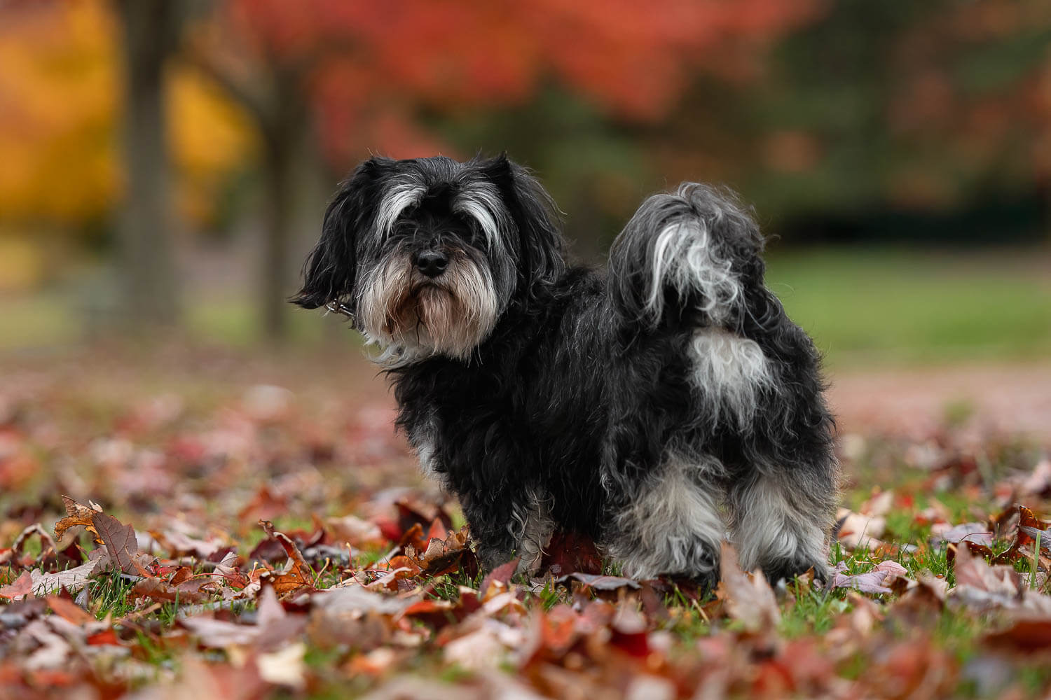 hamilton end of life pet photography end of life dog photography session at James Smith Park