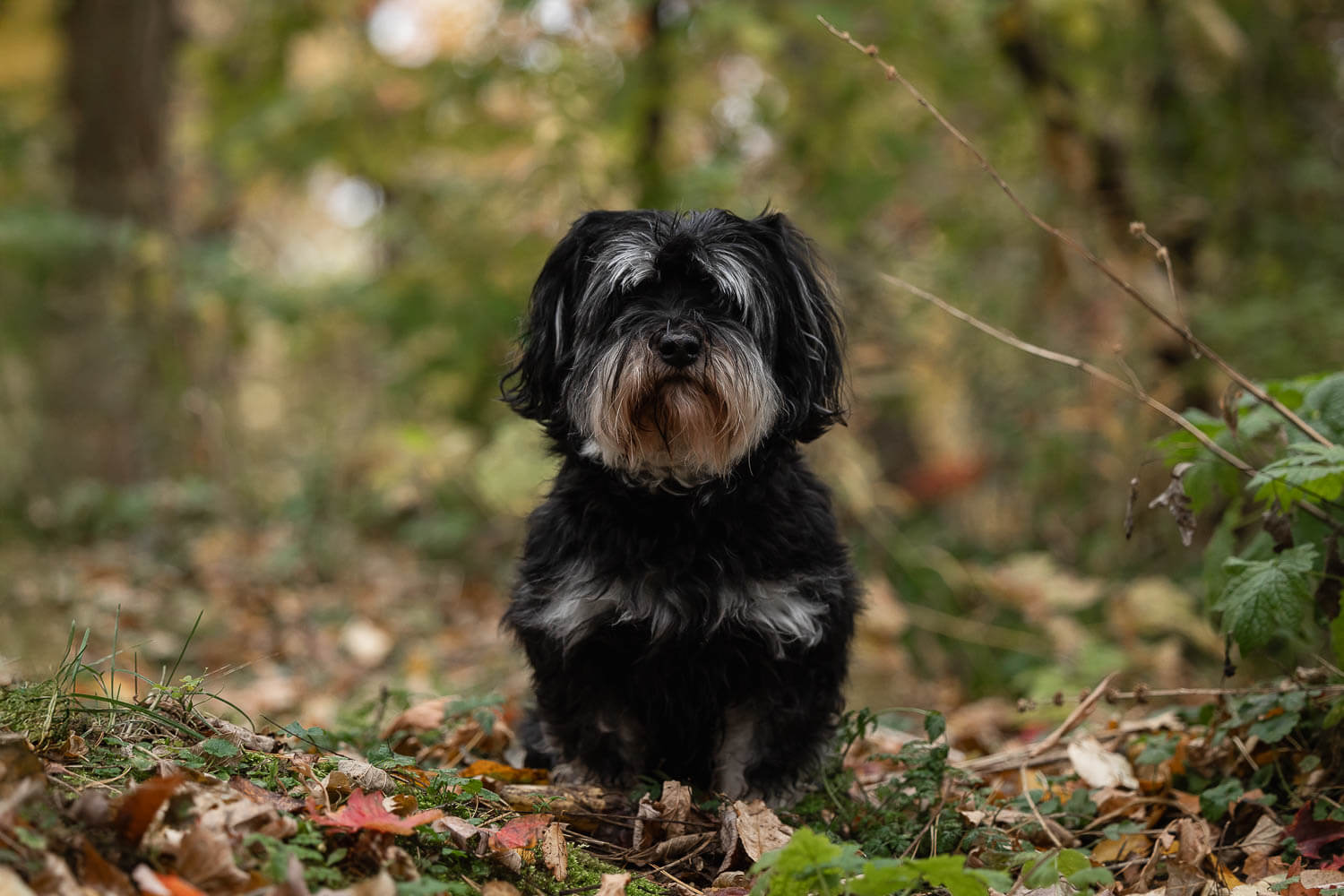 hamilton rainbow bridge session rainbow bridge session at James Smith Park