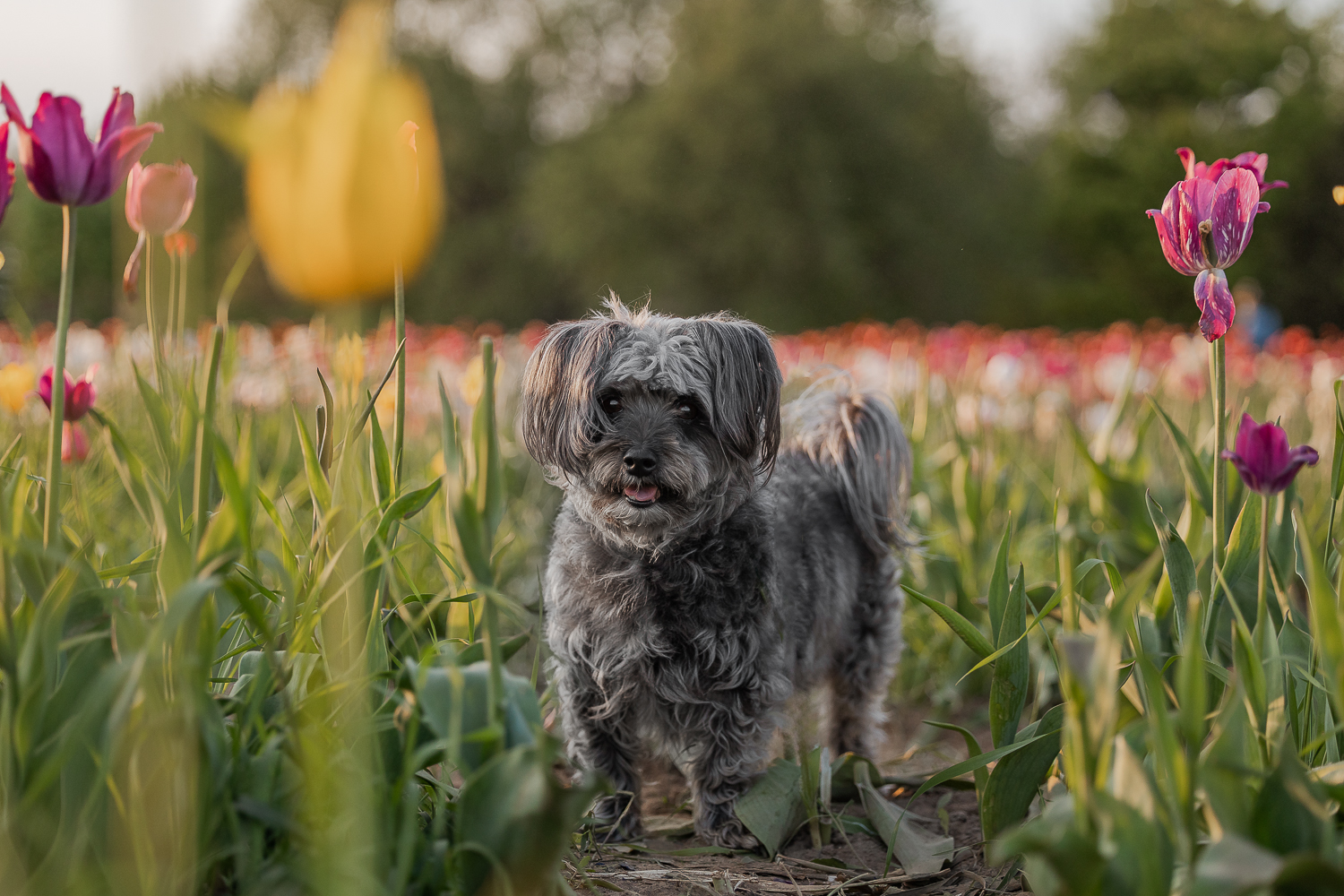 morkie at a tulip dog photoshoot niagara dog photoshoot in a tulip farm mini session.