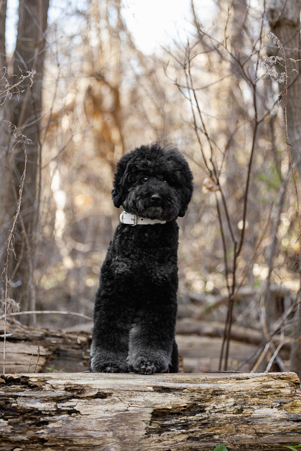 pet photography James Gardens dog photography session at James Garden in Toronto.