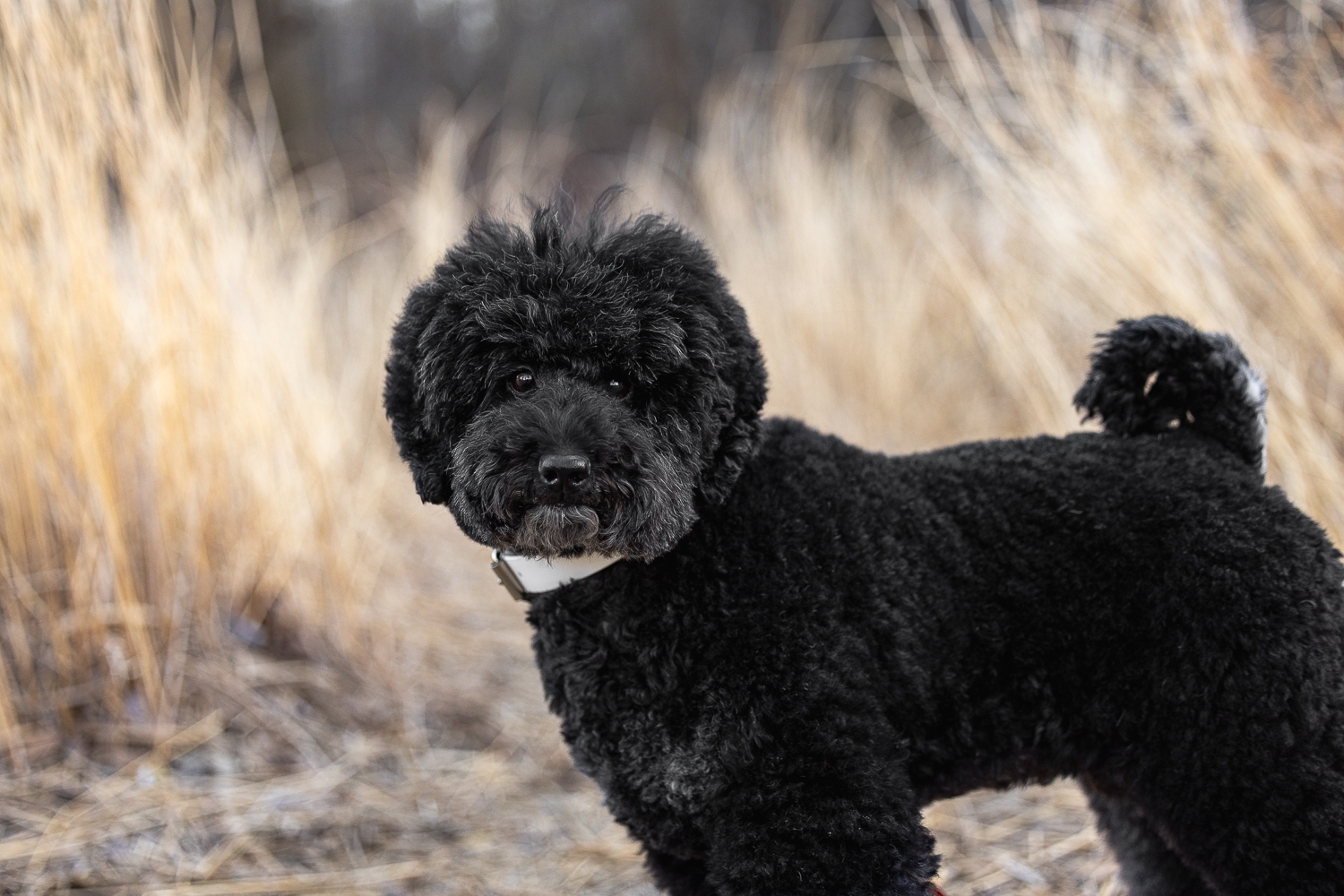 pet photography at James Gardens poodle looking at the camera during a dog photoshoot in Toronto.