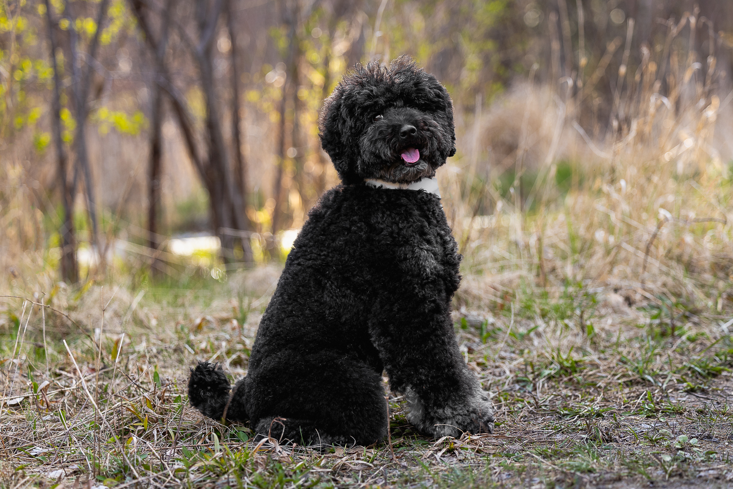 pet photography toronto poodle sitting looking at the camer during his pet and family photoshoot in Toronto.