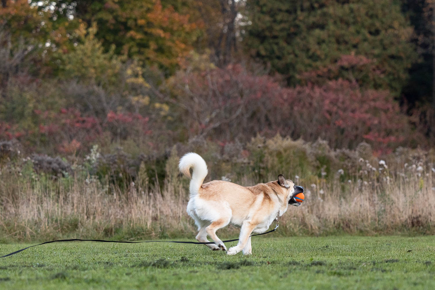pet photoshoot canovas photography dog doing zoomies with ball at Lowville Park.
