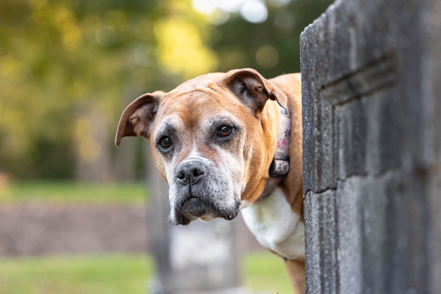 rainbow bridge photography in brantford, ontario senior dog pet photoshoot in Brantford.