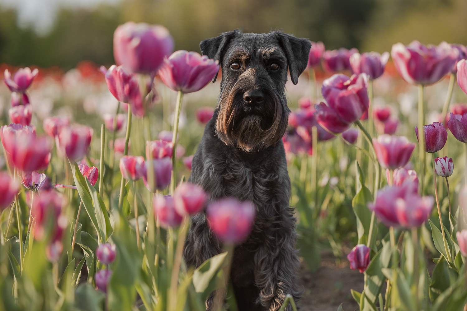 schnauzer in pink tulip niagara dog photoshoot in pink tulip in Niagara, Ontario.