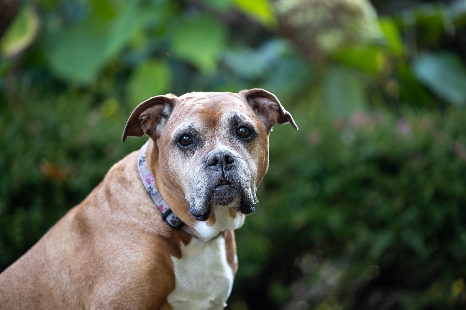 senior dog photoshoot in brantford, ontario senior dog rainbow bridge session at GLENHYRST GARDENS