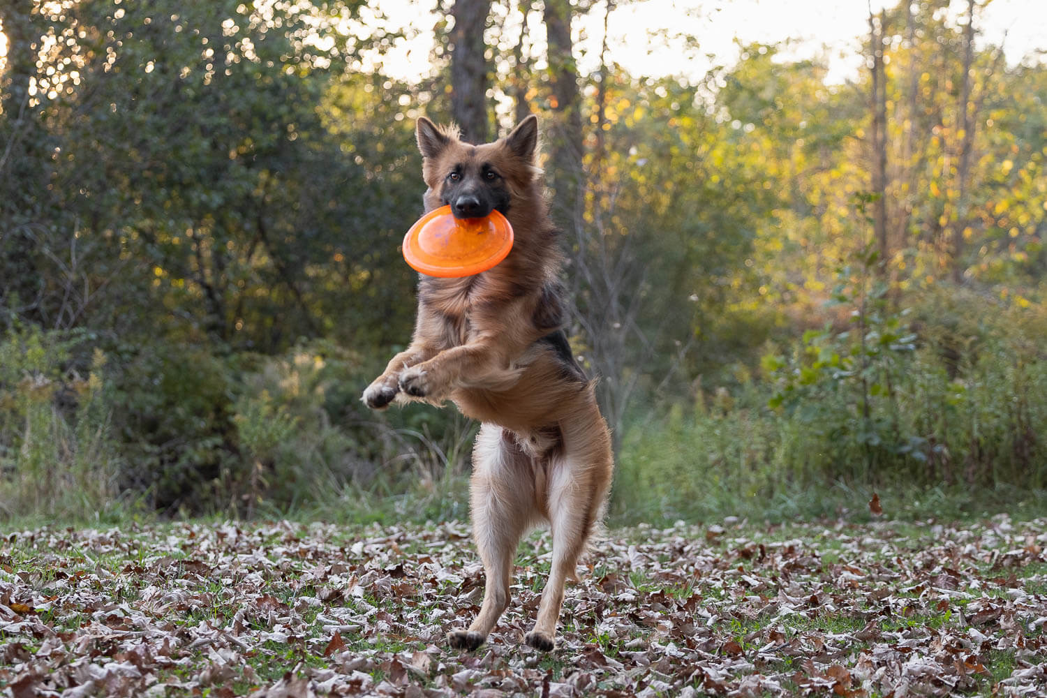 southward park dog photoshoot