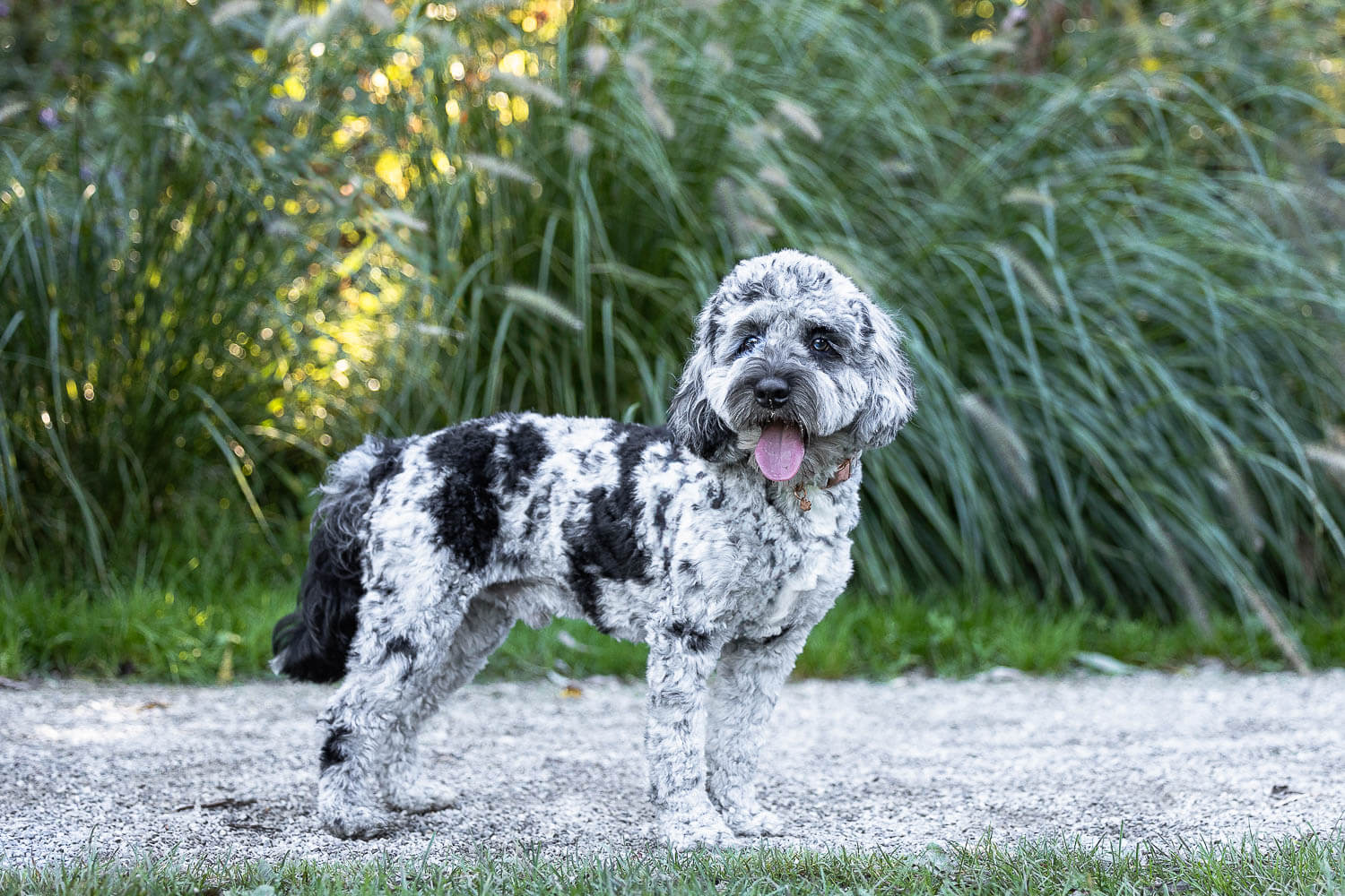 Burlington Ontario pet photographer pet photography session at Paletta Mansion.