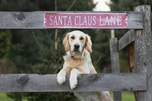 Dog looking at a camera at Hepburn Christmas Tree Farm.