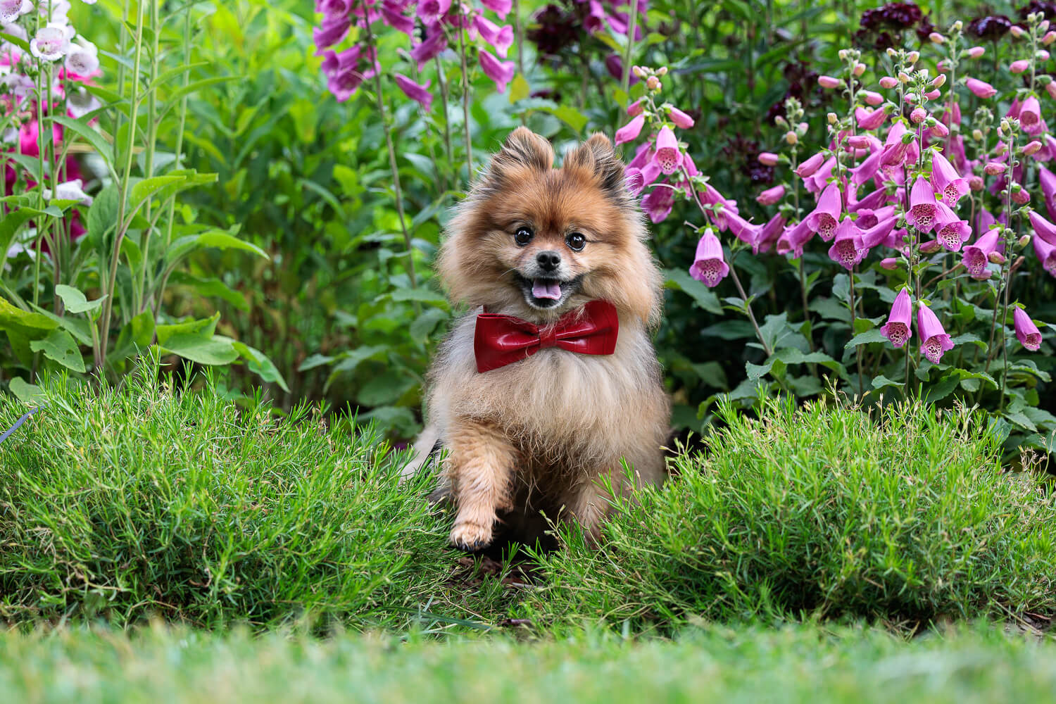 Pomeranian dog photo shoot pomoeranian dog photoshoot in Mississauga.