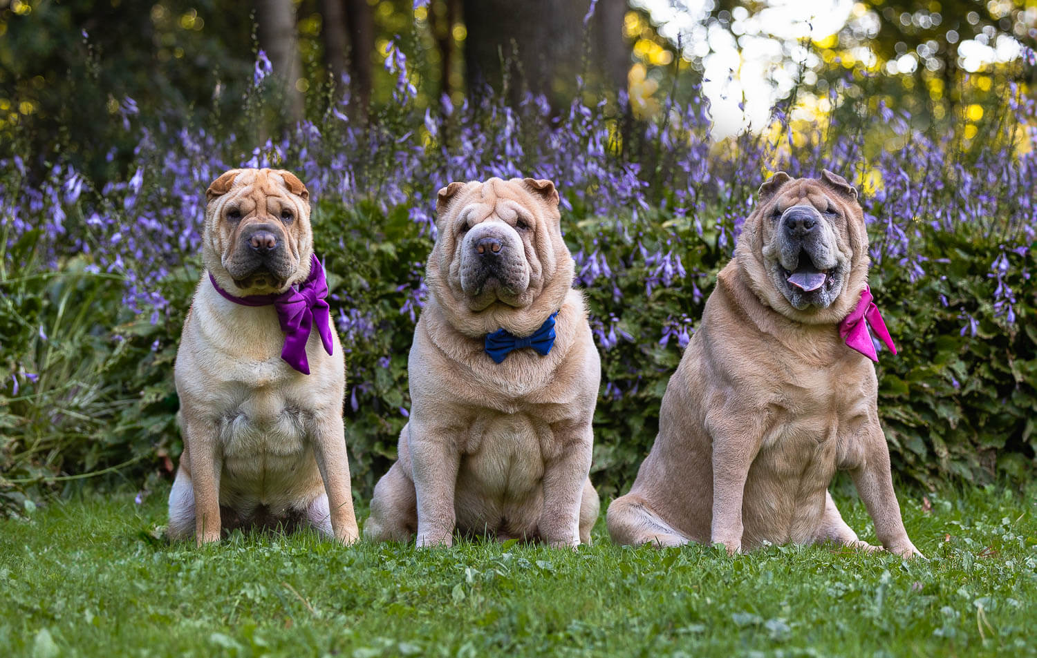pet photoshoot in Mississauga.