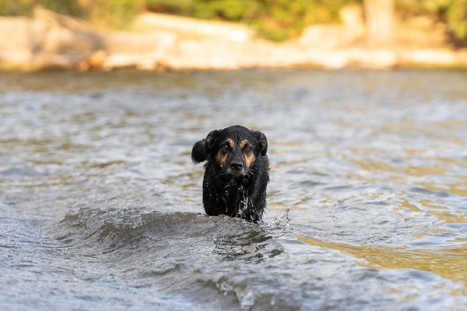beach dog photoshoot mississauga dog running at a beach in Mississauga.