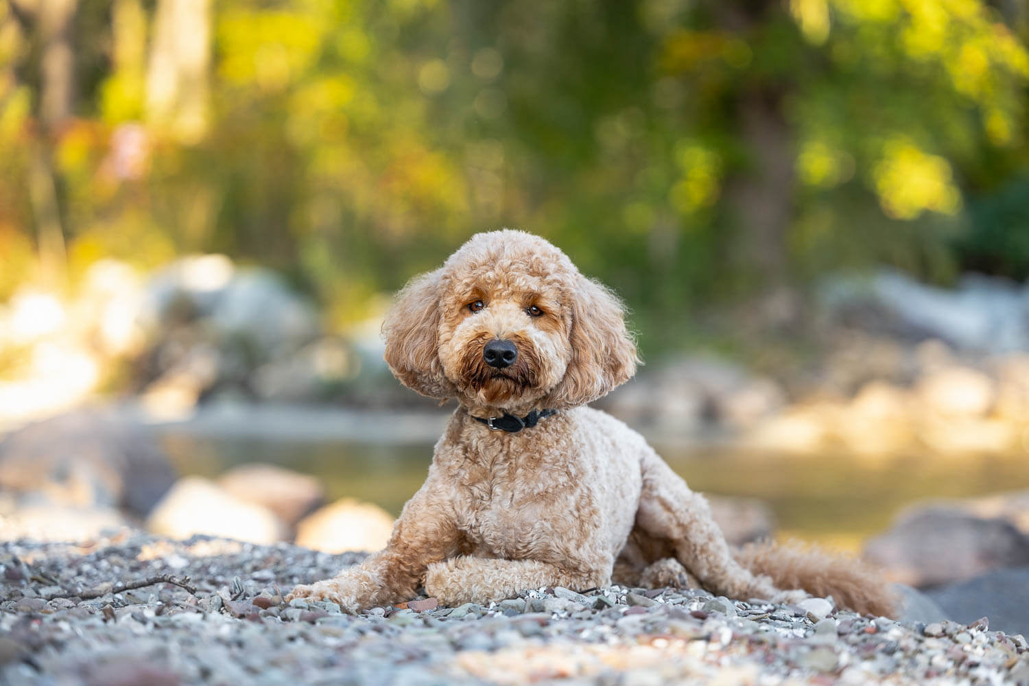pet portraint taken at Paletta Mansion.