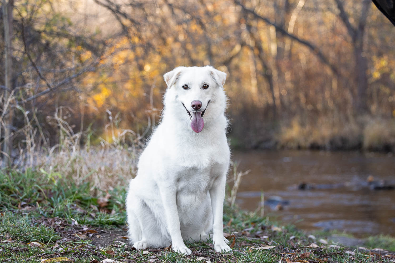 burlington dog photographer A white dog is posing for a dog photoshoot at Lowville Park.