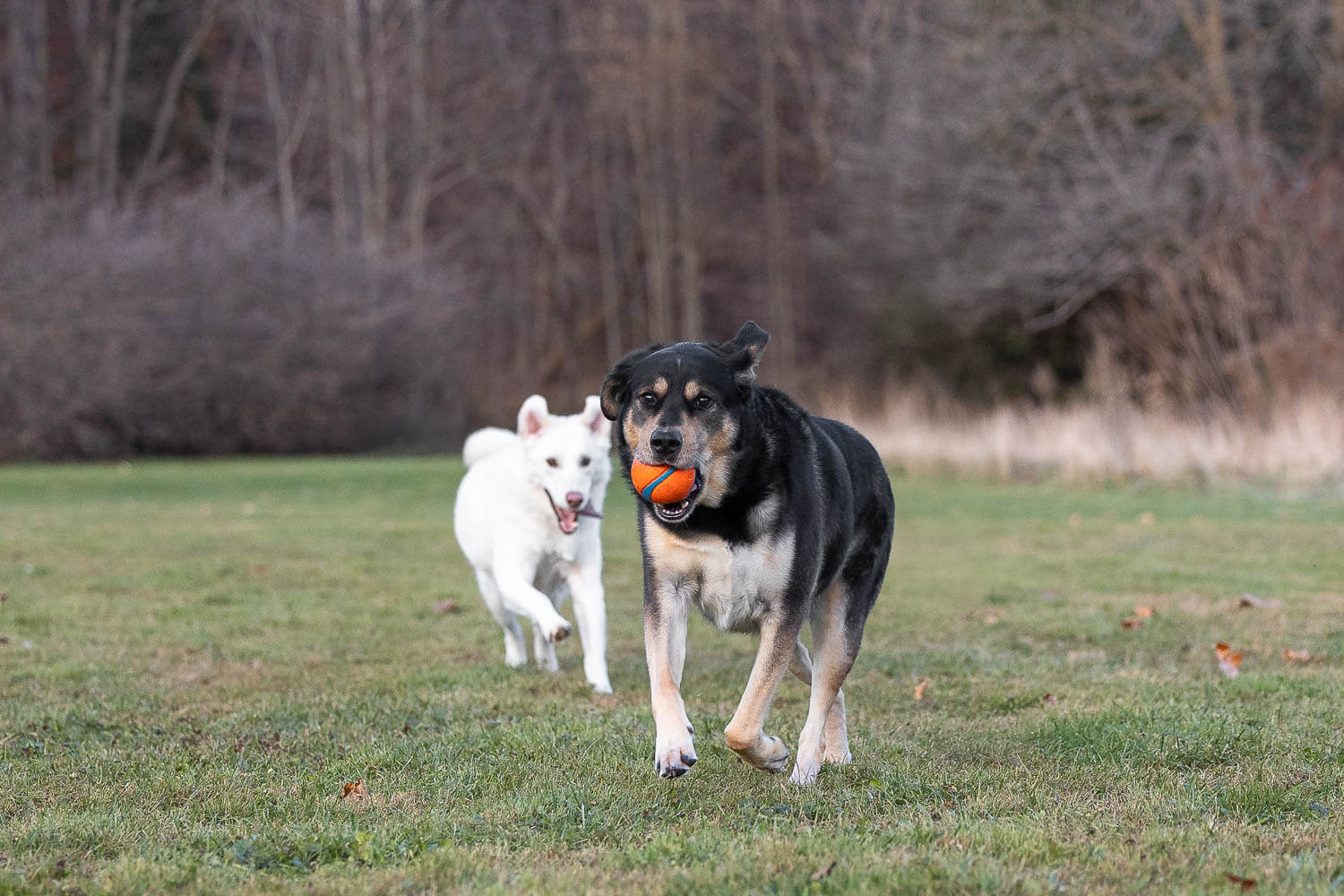 burlington dog photographer_ dog action images taken in Burlington