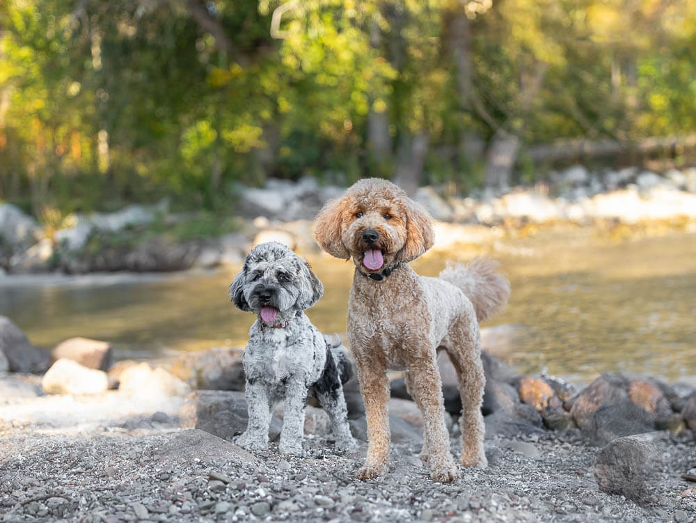 burlington dog photography at Paletta Mansion Pet Photography session in Burlington Ontario.