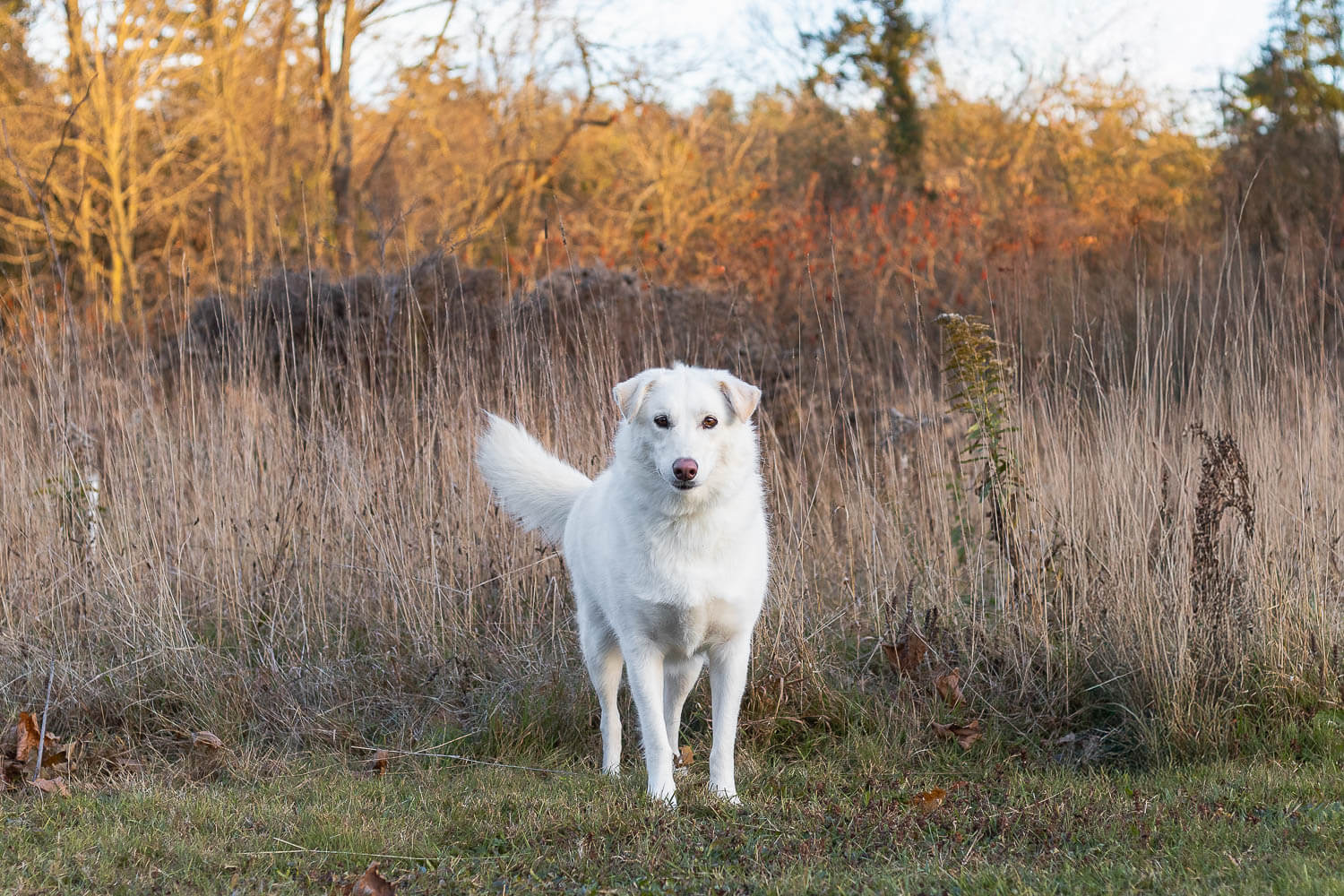 burlington dog photoshoot at Lowville Park pet fall photoshoot in Burlington, Ontario.