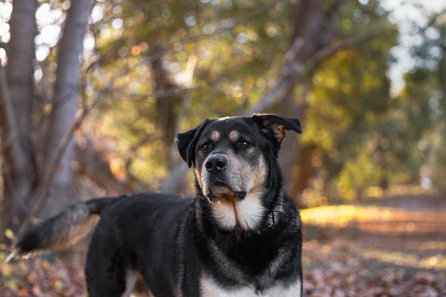 burlington pet photographer Burlington pet photographer captures a dog looking away.