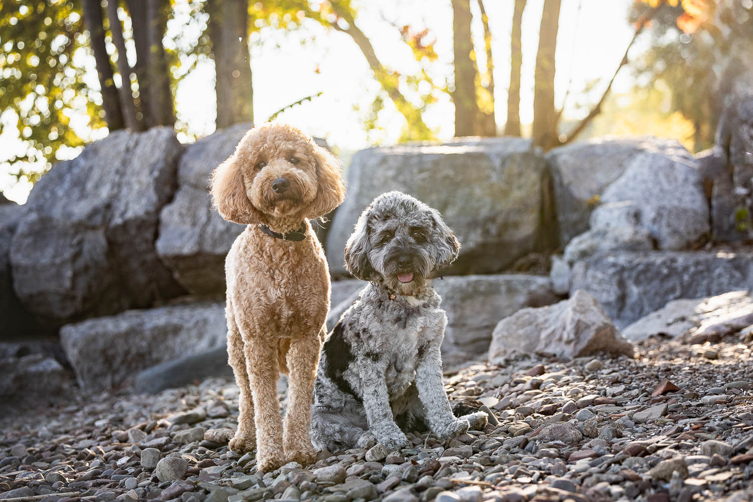burlington pet photographer pet photography session at Paletta Mansion.