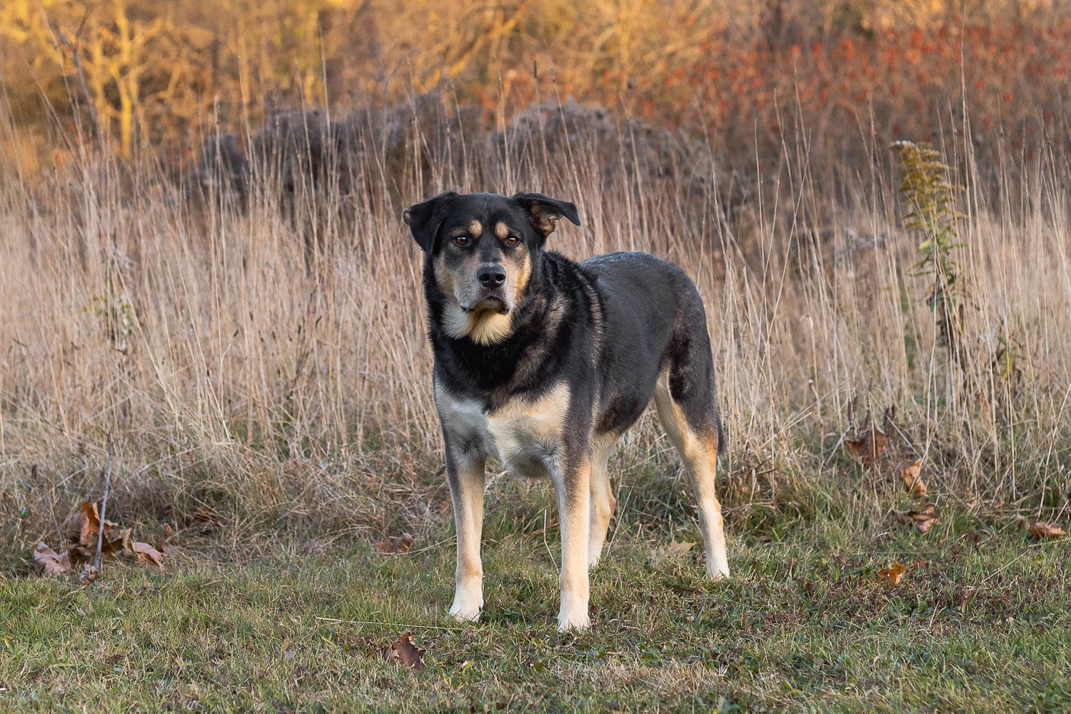 burlington pet photoshoot at Lowville Park autumn dog photoshoot at Lowville Park.