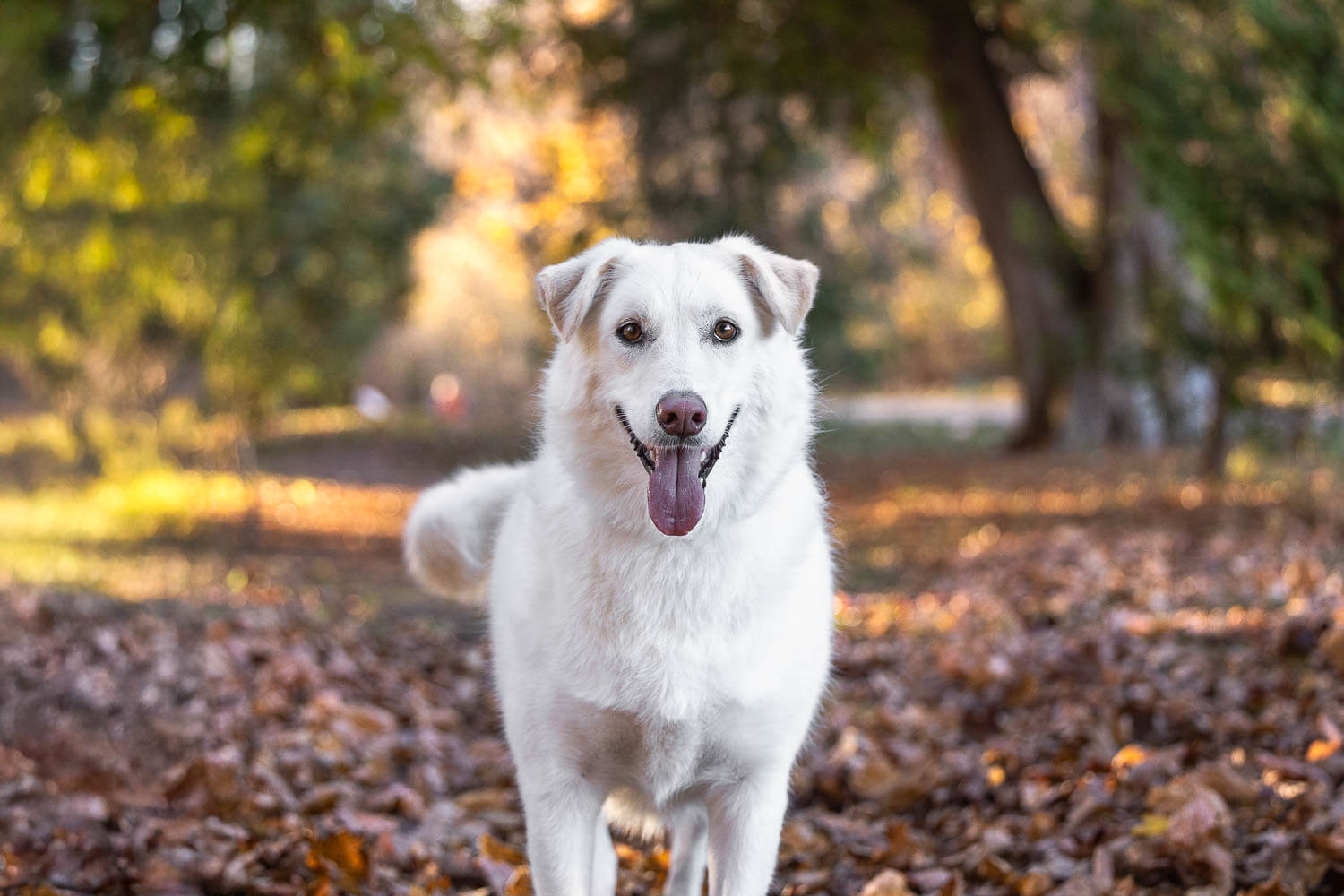 burlington photographer a dog portrait taken at Lowville Park in Burlington