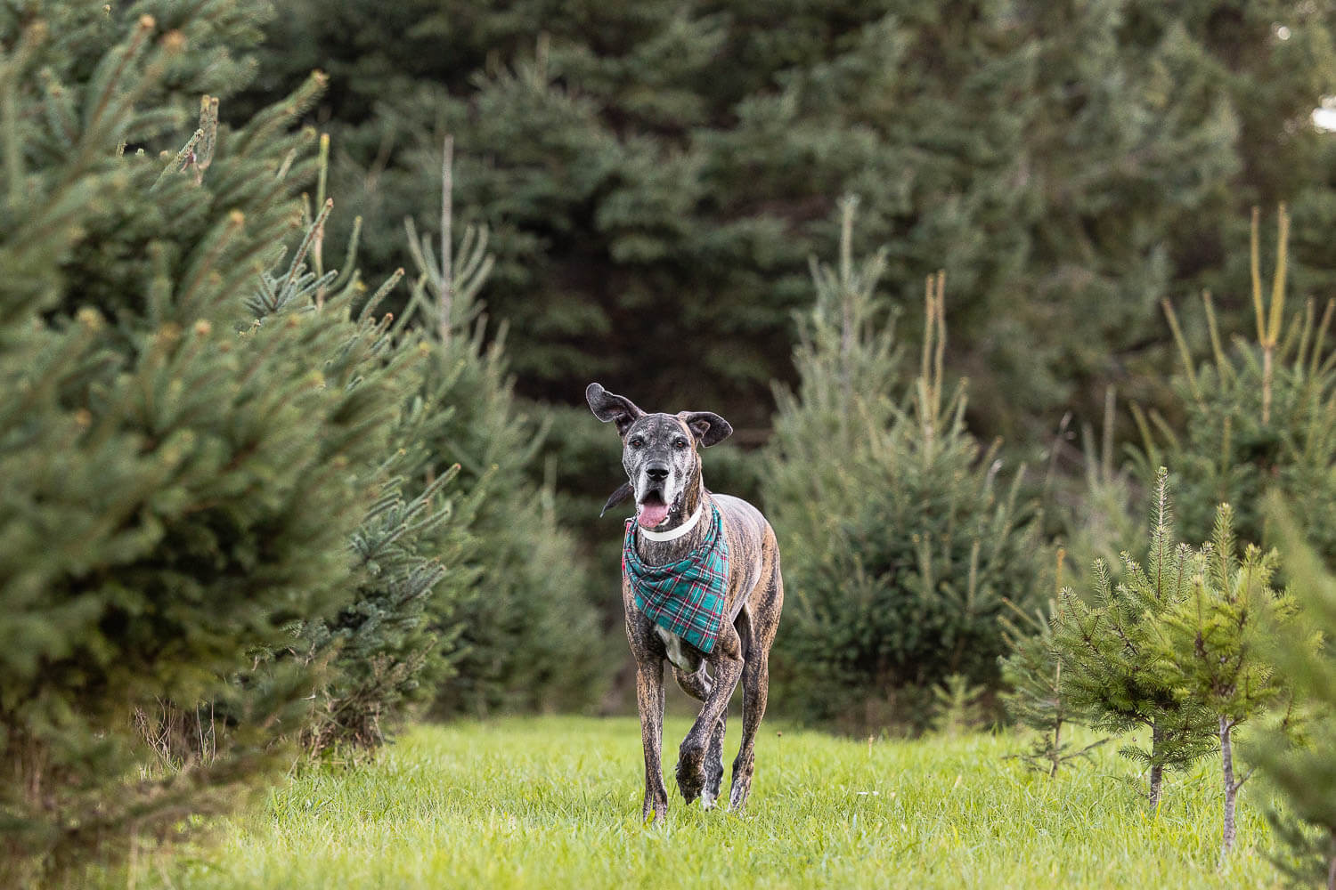 christmas mini session hamilton pet Christmas Mini Session at Hepburn Christmas Tree Farm.