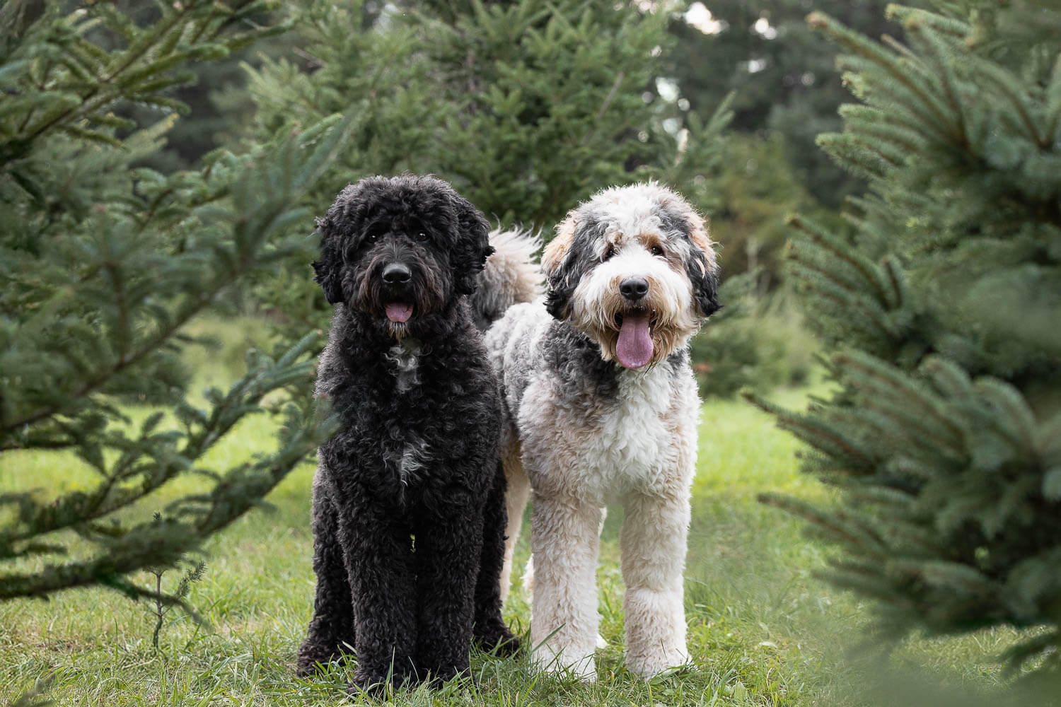 christmas mini session with pets hamilton Christmas family and pet session at Hepburn Christmas Tree Farm
