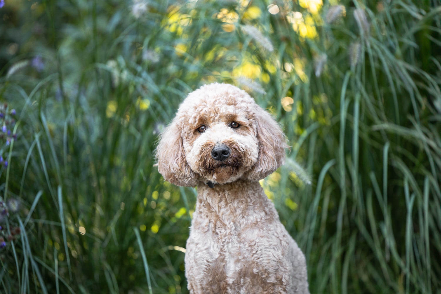 cockapoo photoshoot in Burlington cockapoo photoshoot at Paletta Mansion in Burlington.