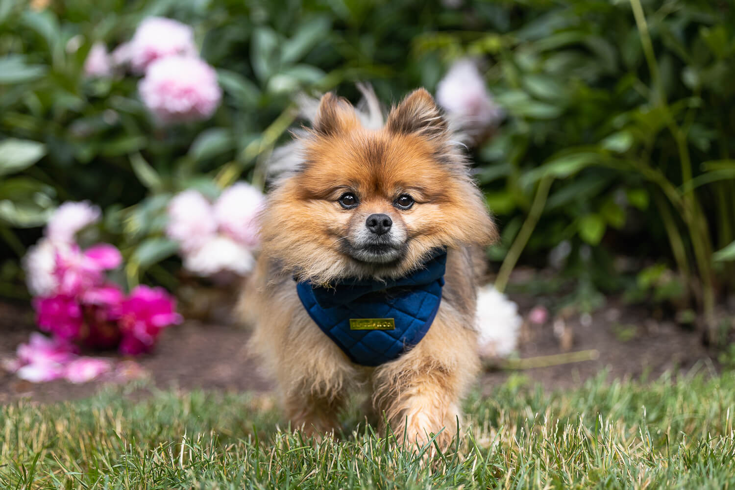 cute pet photo cute pet photo taken in Mississauga.