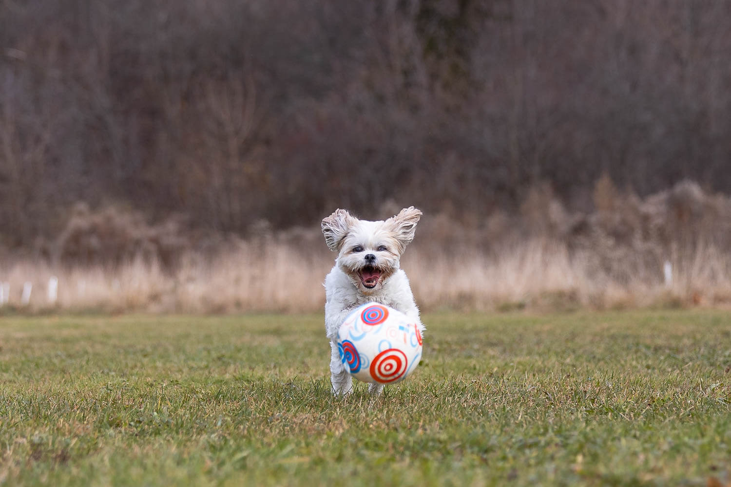 dog action image at Lowville Park dog action image taken at Lowville Park.