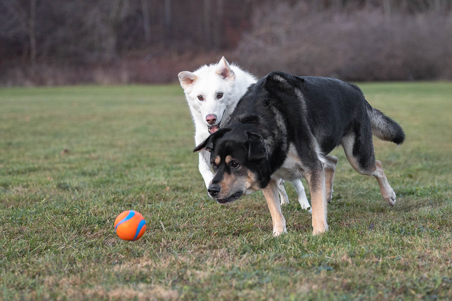 dog action photos in burlington dog action shot taken at Lowville Park.
