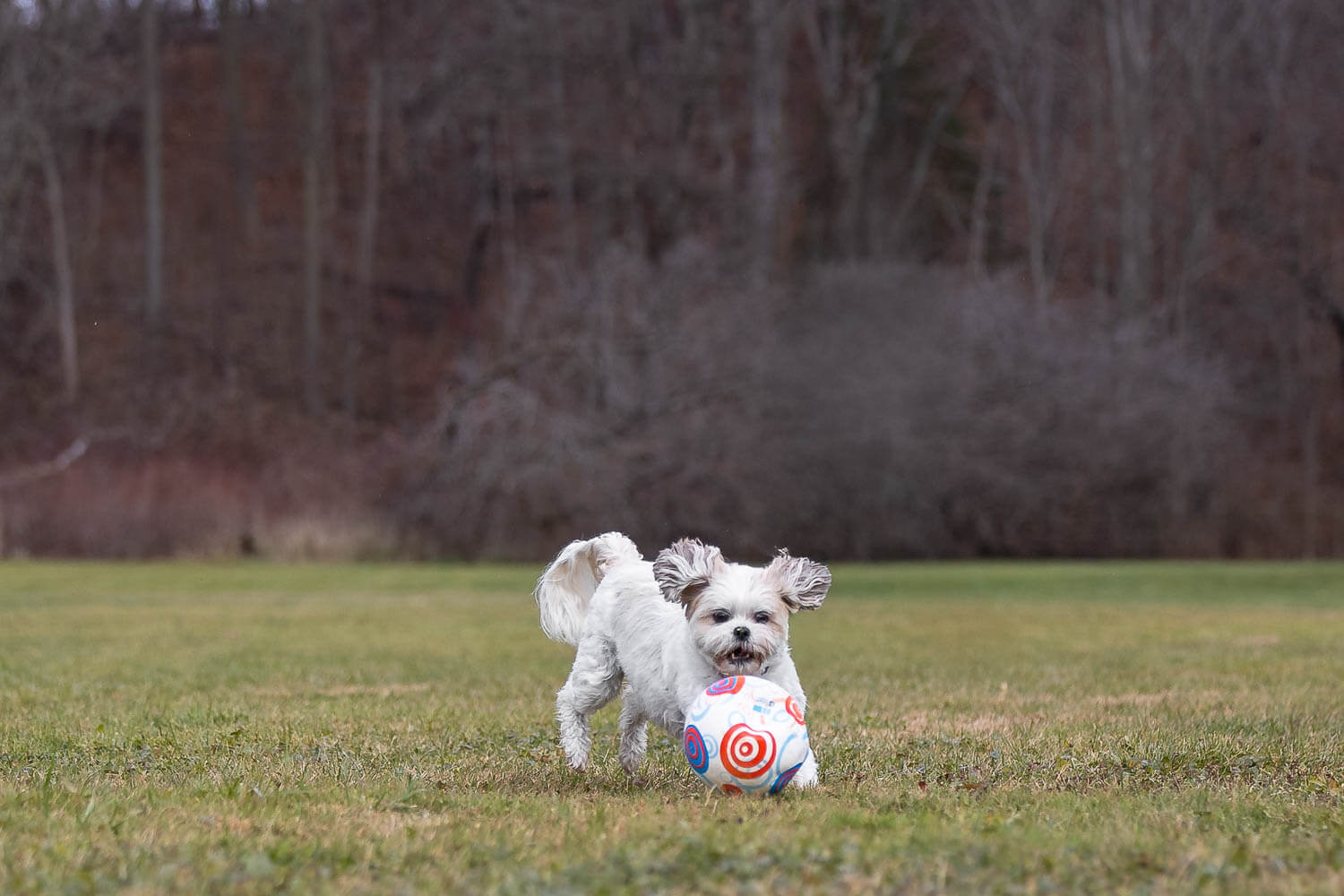 dog action shot at Lowville Park dog action image taken at Lowville Park.