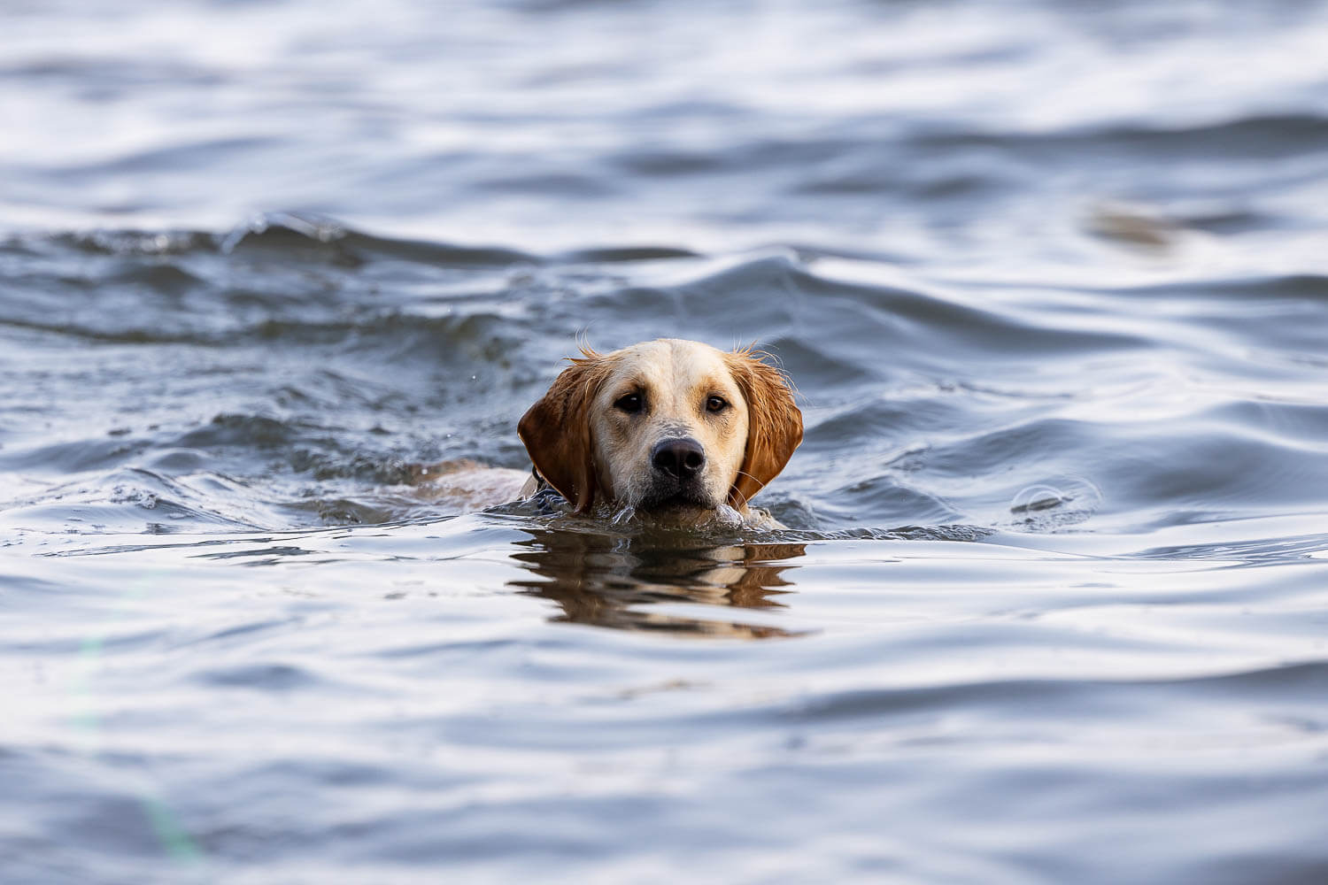 dog beach photoshoot mississauga dog swimming at Mississauga beach.