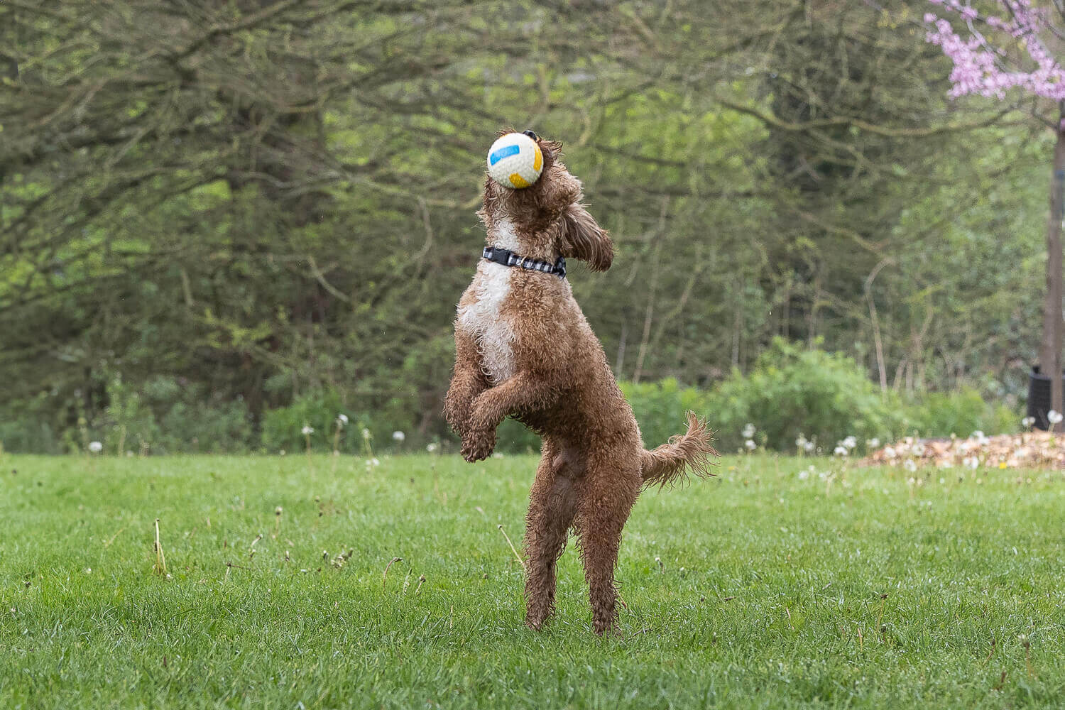 dog catching a ball photoshoot dog action image taken at Gairloch Gardens.