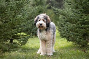 Pet mini session at Waterdown Christmas Tree Farm.