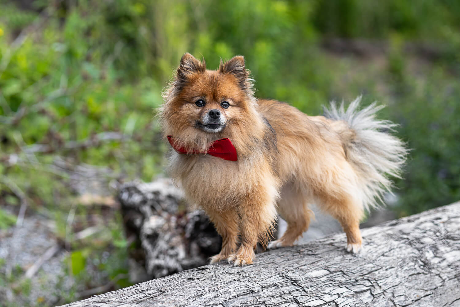 dog on a log dog on a log at a Mississauga beach.