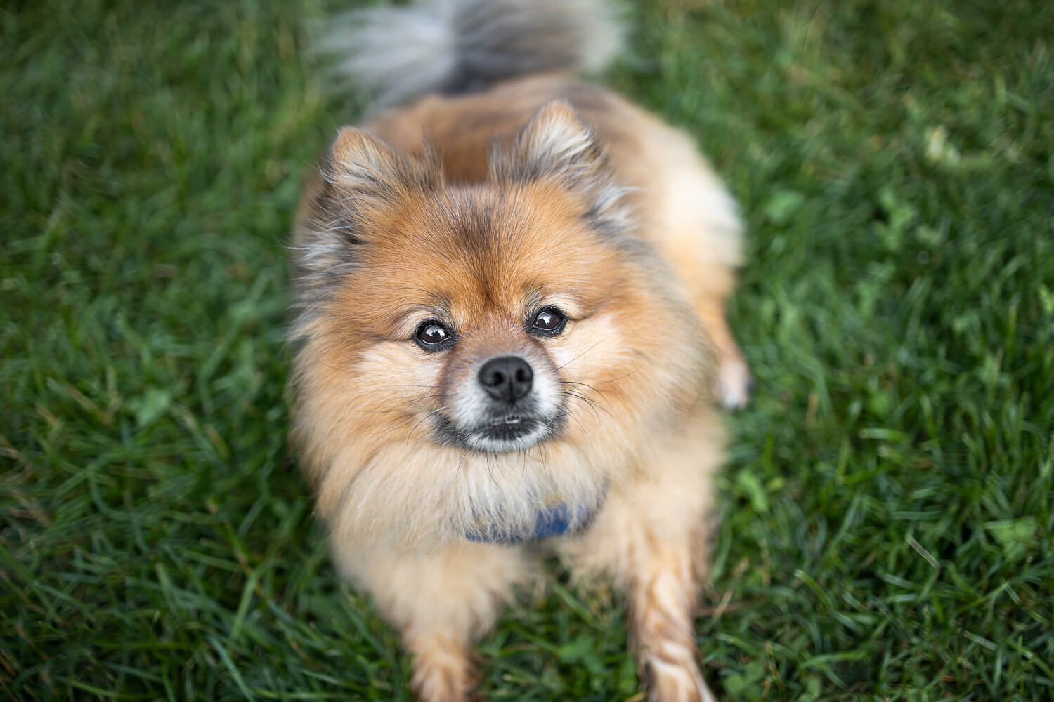 dog photo image dog looking up at a pet photographer.